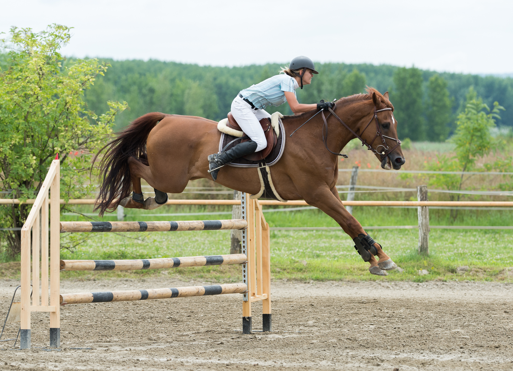 Necessary equipment for equestrian sports